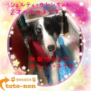 甘えん坊のお利口さんシェルティ・カレン２才です