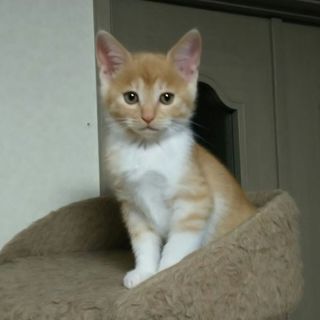 茶トラ白の子猫♪　里親さま募集します！