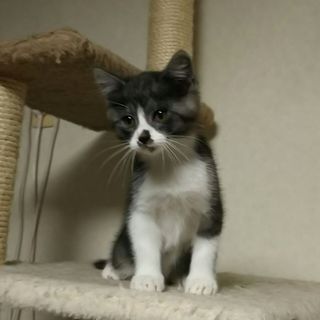 サバ白の子猫♪　里親さま募集します！