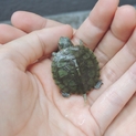 赤ちゃんミドリガメ