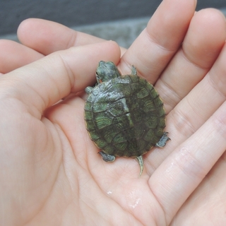 赤ちゃんミドリガメ