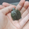 赤ちゃんミドリガメ サムネイル1