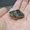 赤ちゃんミドリガメ サムネイル2