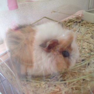 巻毛モルモット 生後2ヶ月未満