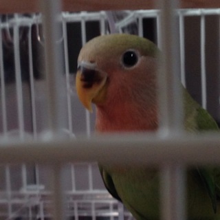 コザクラインコのメス(o^^o)