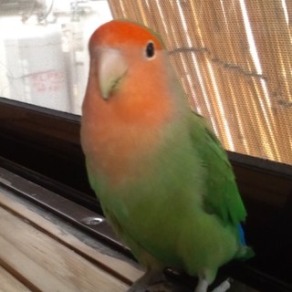 ひまわり大好きコザクラインコ