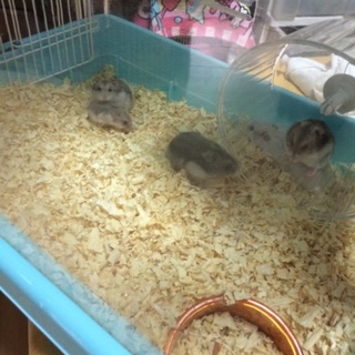 ハムスターの赤ちゃんの里親さん募集*