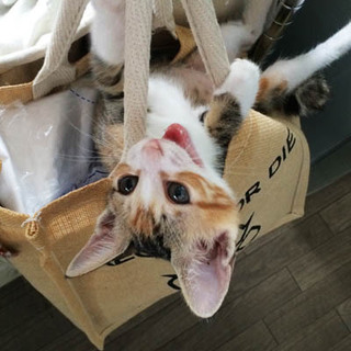 生後2ヶ月半☆ミケの女の子