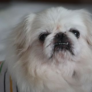 [笹百合]人が大好きで懐っこいです