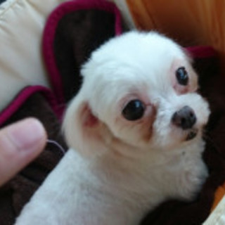 メイコの家族になっていただけませんか？