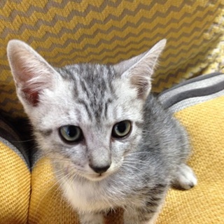 子猫 アメショー風 オス