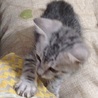 子猫 アメショー風 オス サムネイル3