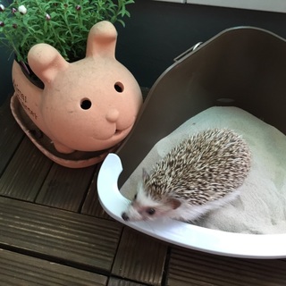 もうすぐ1歳のハリネズミ(♂)
