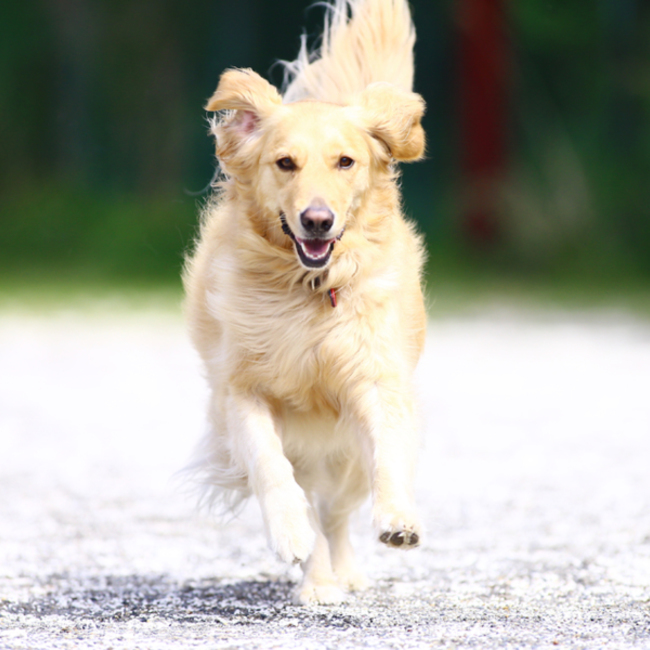きたでんのカバー写真