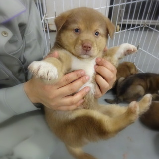 ふわもこ仔犬のあいちゃん！
