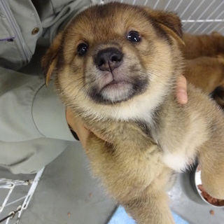 ムクムク子犬のニノくん！