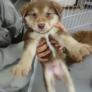 ふわもこ青い目のリーダー！