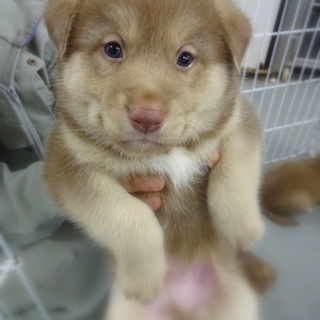 ムクムクぬいぐるみのようなしょうくん！