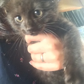 黒猫の男の子と女の子