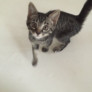 サバトラ3ヶ月！元気な女の子です！！