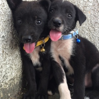 約生後2ヶ月の黒ラブ風、人懐っこい2匹です♬