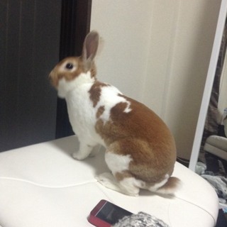 うさぎの里親募集です