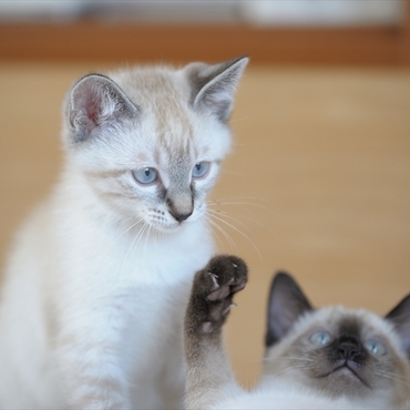 妹（姉？）を見守る