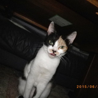 なでられるのが大好きです。