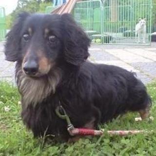 甘えん坊の目が見えないダックスくん