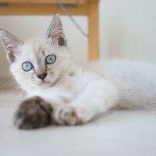 里親さんが決まりました。ありがとうございました！