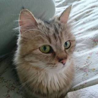 人懐っこい☆ふわふわ猫ちゃん