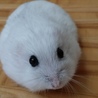 ましろと一緒に(保護活動者)