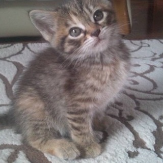 かわいがってくださる方