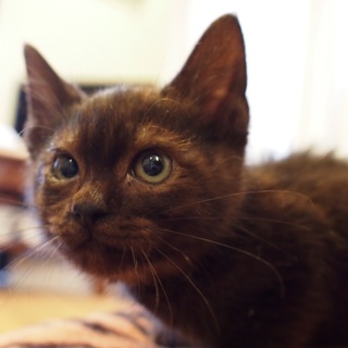 超甘えん坊黒子猫ちゃん