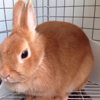 里親さん決定いたしました！