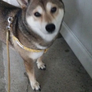 柴犬女の子飼い主さん急募！⇒　トライアル中