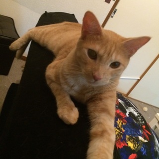 りりしい茶トラくんです