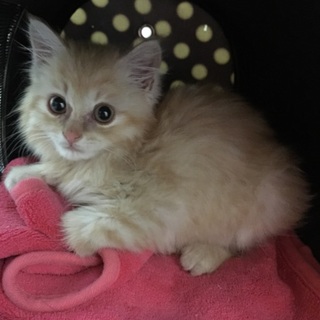 可愛い洋猫風の長毛猫です