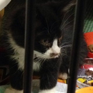 名駅の野良猫の子供を助けて下さい！１