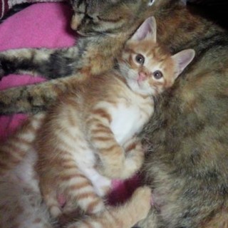 わんぱく甘えん坊茶トラくん