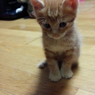 おっとり茶トラの男の子