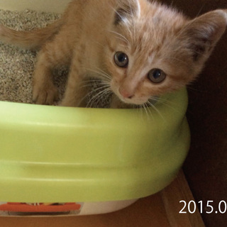 兄弟No.1の普通君