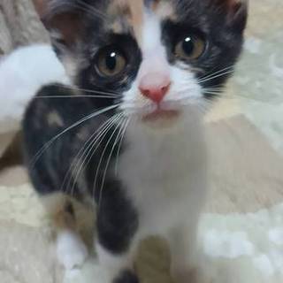 お転婆なモガちゃん。