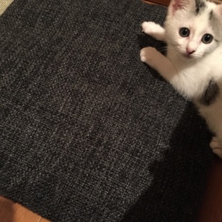 元気いっぱいかわいい子です。