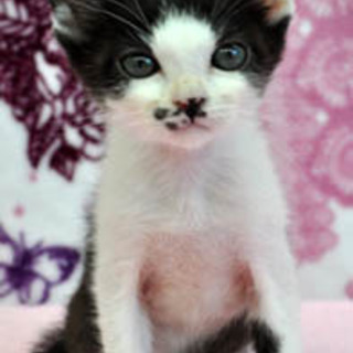 アンニュイ子猫　平太くん