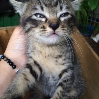 大人しいキジトラ娘