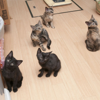 よく人慣れした兄妹5匹です！