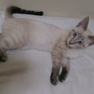 シャム系ミックス？男の子