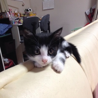 雨の中ふるえているところを保護しました。