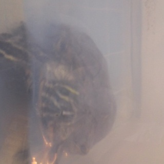 人懐っこいミドリガメ成体（女の子）　再度募集！